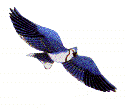 Jackite Blue Jay