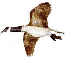 Jackite Canadian Goose