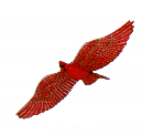Jackite Cardinal