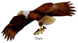 Jackite Eagle
